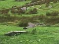 Gêm Hela colomennod  ar-lein