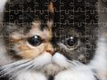 Gêm Pos Jig-so Cats Eitotig  ar-lein
