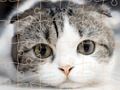 Gêm Amser Pos Cats  ar-lein