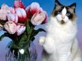 Gêm Pos Cats doniol  ar-lein