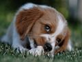 Gêm Jig-so Doggy  ar-lein