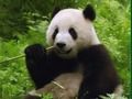 Gêm Pos Pandas  ar-lein