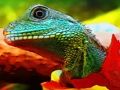 Gêm Jig-so Draig Dŵr Tsieineaidd  ar-lein