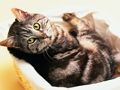 Gêm Pos Jig-so Cats a Chŵn doniol  ar-lein