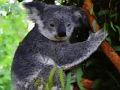 Gêm Arth Koala Ciwt Babi  ar-lein
