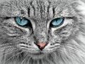 Gêm Jig-so Cat Eye  ar-lein