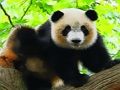 Gêm Panda Babi Ciwt  ar-lein