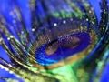 Gêm Jig-so Plu Peacock  ar-lein