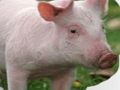 Gêm Crafu a dyfalu anifeiliaid ar-lein