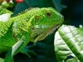 Gêm Iguana gwyllt  ar-lein