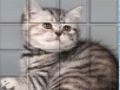 Gêm Cat PicPu  ar-lein