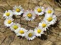 Gêm Jig-so Calon Daisy  ar-lein