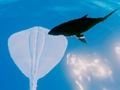 GĂȘm Syrffio Stingrays ar-lein GĂȘm Syrffio Stingrays ar-lein