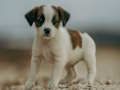 Gêm Jig-so Jack Russell  ar-lein