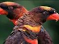 Gêm Jig-so Parot Oren  ar-lein
