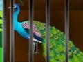 Gêm Rhyddhewch y Prydferthwch Caged  ar-lein