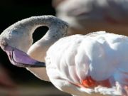 Gêm Jig-so Adar Flamingo  ar-lein