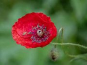 Gêm Jig -so Blodau Natur Poppy  ar-lein
