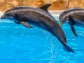 Gêm Sea Dolphin Jigsaw ar-lein
