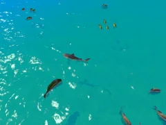 Gêm Hungry Shark Hunt ar-lein