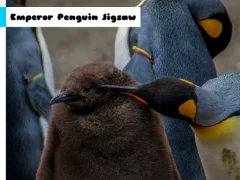 Gêm Emperor Penguin Jigsaw ar-lein