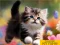 Gêm Puzzle Sliding Kittens ar-lein