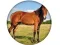 Gêm Animal Quiz ar-lein