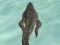 Gêm Crocodile Simulator Beach Hunt ar-lein