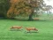 Gêm Hunted Fox ar-lein
