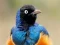 Gêm Animal Puzzle: Wildlife & Logic ar-lein