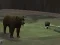Gêm Bear Den ar-lein