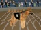Gêm Crazy Dog Racing Fever ar-lein