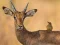 Gêm Wild Deer Jigsaw ar-lein