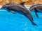 Gêm Sea Dolphin Jigsaw ar-lein