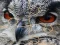 Gêm Wild owl Jigsaw ar-lein