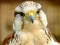 Gêm Gyrfalcon Jigsaw ar-lein
