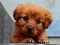 Gêm Puppy Puzzle ar-lein