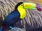 Gêm Toucan Bird Jigsaw ar-lein