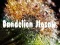 Gêm Dandelion Jigsaw ar-lein