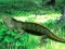 Gêm Lizard Forest Escape ar-lein