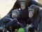 Gêm Funny Chimpanzee Jungle Escape ar-lein