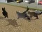 Gêm Run Cat Cat Race ar-lein