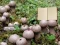 Gêm Lycoperdon Mushroom Land Escape ar-lein