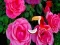 Gêm Precious Rose Escape ar-lein