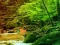 Gêm Peaceful Rainbow Forest Escape ar-lein