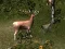 Gêm Sniper Hunting Deadly Animal ar-lein