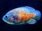 Gêm Tiger Fish Jigsaw ar-lein