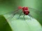Gêm Dragon Fly Jigsaw ar-lein