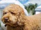 Gêm Labradoodle Jigsaw ar-lein