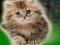 Gêm Couple Kitten Escape ar-lein